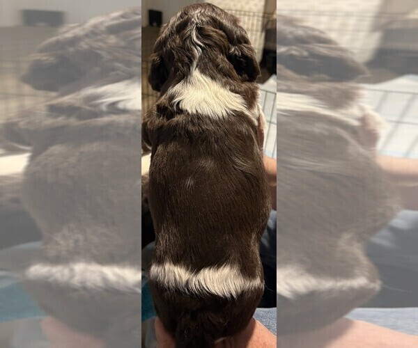 Medium Photo #11 English Springer Spaniel Puppy For Sale in TUALATIN, OR, USA