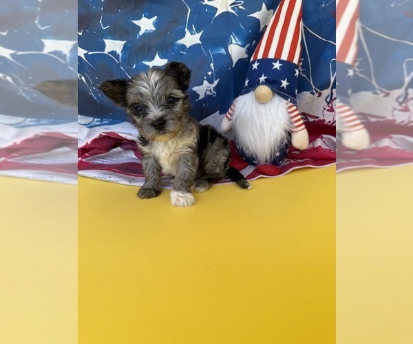 Medium Photo #1 Yorkshire Terrier Puppy For Sale in GRAND PRAIRIE, TX, USA