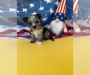 Yorkshire Terrier Puppy for sale in GRAND PRAIRIE, TX, USA