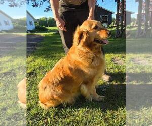 Golden Retriever Puppy for sale in FREMONT, MI, USA