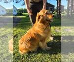 Small Golden Retriever