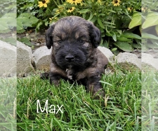 Medium Photo #11 Miniature Labradoodle Puppy For Sale in CLARE, MI, USA
