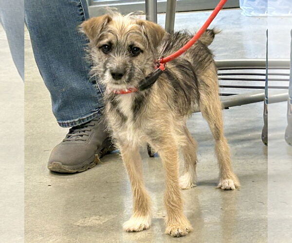 Medium Photo #2 Border Terrier-Unknown Mix Puppy For Sale in Batavia, OH, USA