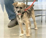 Small #1 Border Terrier Mix