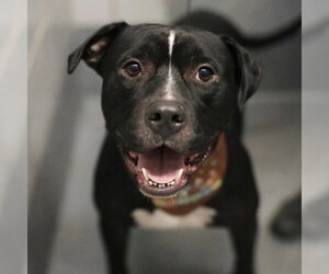 American Staffordshire Terrier Dogs for adoption in San Antonio, TX, USA