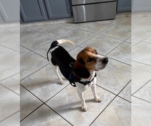 Beagle Dogs for adoption in Valrico, FL, USA