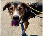 Small Photo #3 German Shepherd Dog-Redbone Coonhound Mix Puppy For Sale in Santa Rosa, CA, USA