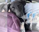 Small #1 German Shepherd Dog Mix