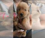 Small #2 Golden Retriever