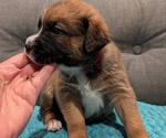 Puppy Noodle Boxer