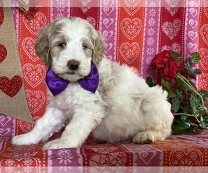 Goldendoodle Puppy for sale in LANCASTER, PA, USA