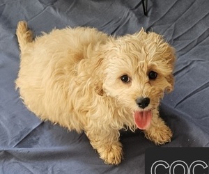 Cockapoo Puppy for sale in PALM COAST, FL, USA