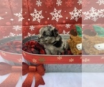 Small Photo #2 Aussiedoodle-Australian Shepherd Mix Puppy For Sale in ATHOL, MA, USA