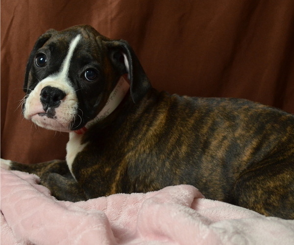 Medium Photo #3 Boxer Puppy For Sale in PATERSON, NJ, USA