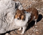 Charlie - Male Shetland Sheepdog Puppy for Sale - Photo #2