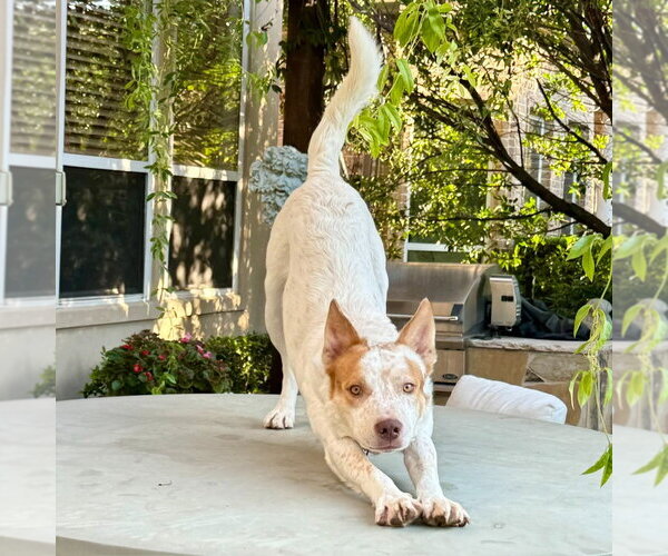 Medium Photo #2 Mutt Puppy For Sale in Canton, CT, USA