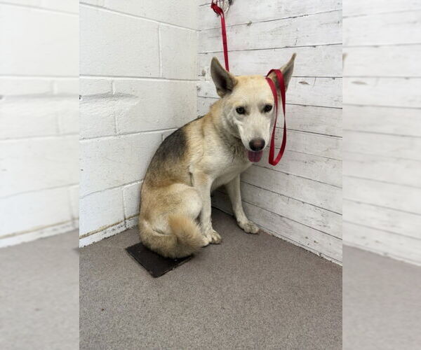 Medium Photo #1 German Shepherd Dog-Siberian Husky Mix Puppy For Sale in San Bernardino, CA, USA