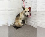 Small German Shepherd Dog-Siberian Husky Mix