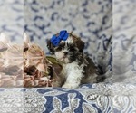 Small Photo #4 Shih Tzu Puppy For Sale in KIRKWOOD, PA, USA