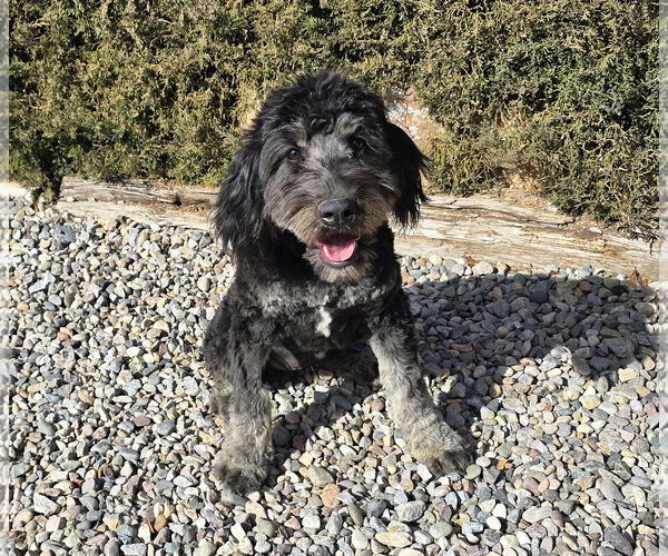 Medium Photo #3 Aussiedoodle Puppy For Sale in Albuquerque, NM, USA