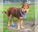 Small #1 Australian Shepherd Mix