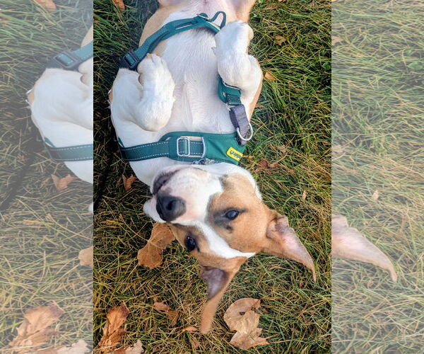 Medium Photo #4 Boxer-Unknown Mix Puppy For Sale in Aurora, CO, USA