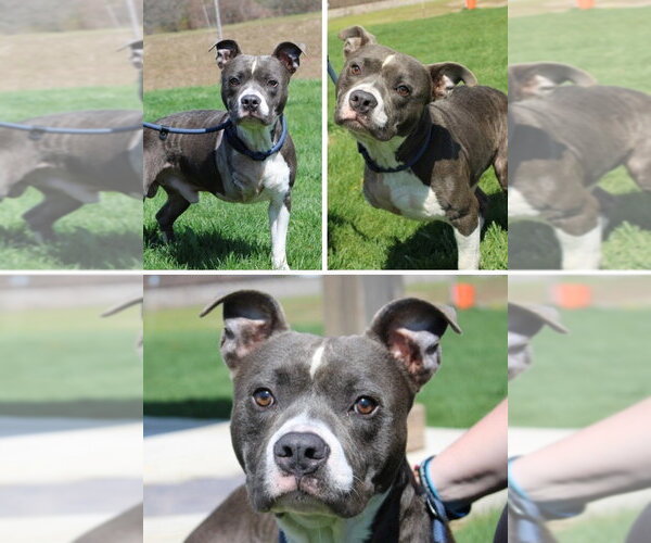 Medium Photo #1 American Staffordshire Terrier-Unknown Mix Puppy For Sale in Pierceton , IN, USA