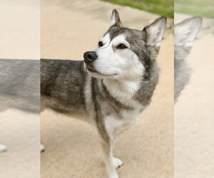 Lokai - Male Alaskan Malamute-Unknown Mix Dog for Adoption - Photo #3
