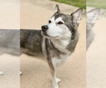 Small #2 Alaskan Malamute Mix