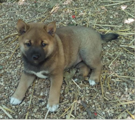 Shiba Inu Puppy for sale in EMERSON, NJ, USA