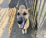 Small German Shepherd Dog Mix