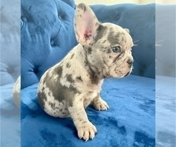 Medium Photo #6 French Bulldog Puppy For Sale in GOSHEN, KY, USA