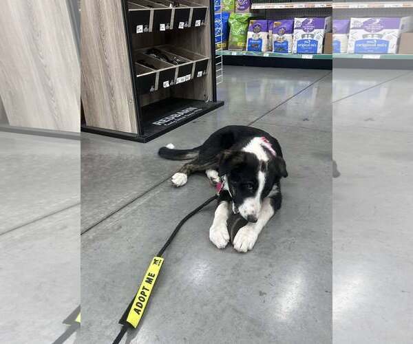 Medium Photo #5 Border Collie-Unknown Mix Puppy For Sale in Paso Robles, CA, USA