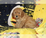Small Photo #1 Goldendoodle Puppy For Sale in FRESNO, OH, USA