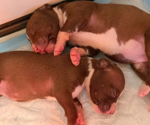 American Bully Puppy for sale in SALISBURY, NC, USA