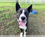 Small #1 Akita-Siberian Husky Mix