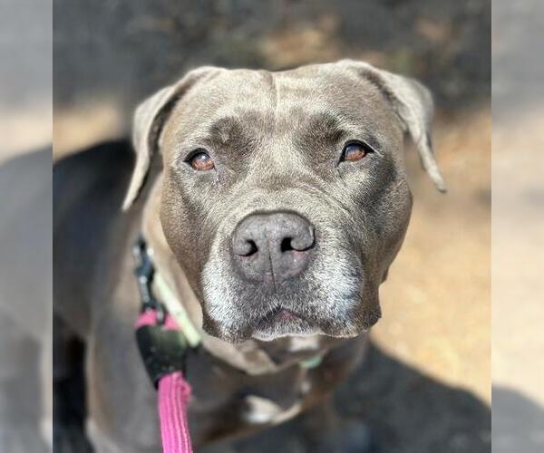 Medium Photo #3 American Pit Bull Terrier Puppy For Sale in Santa Barbara, CA, USA