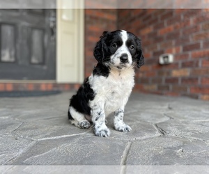 Russian Spaniel Puppy for sale in MONROE, NC, USA
