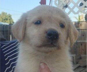 German Shepherd Dog-Golden Retriever Mix Puppy for sale in MODESTO, CA, USA