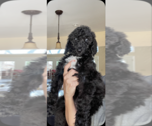 Poodle (Standard) Puppy for sale in DADEVILLE, AL, USA