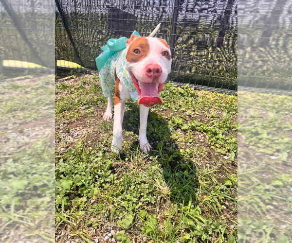 Medium Photo #2 Mutt Puppy For Sale in Abbeville, LA, USA