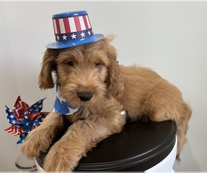 Goldendoodle (Miniature) Puppy for sale in LOUISVILLE, KY, USA