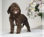 Small Photo #3 Bossi-Poo Puppy For Sale in BRISTOL, IN, USA