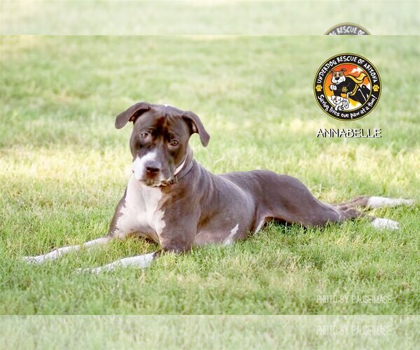 Medium Photo #9 Bullboxer Pit Puppy For Sale in Chandler, AZ, USA