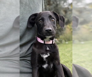 Bitzy - Female Mutt Dog for Adoption - Photo #4