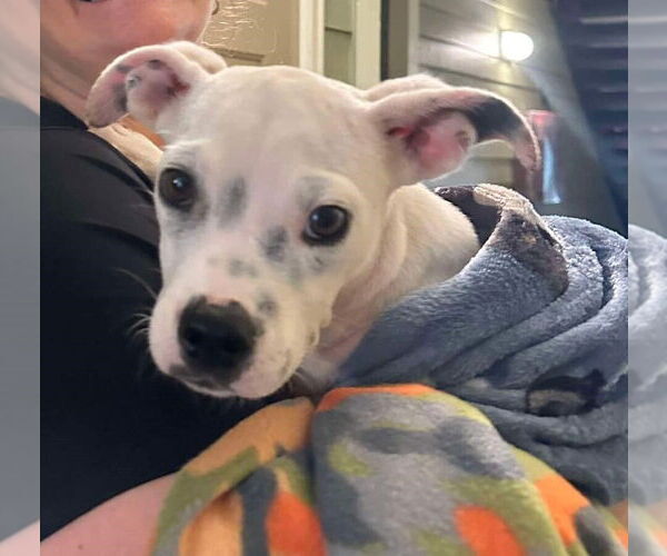 Medium Photo #2 American Boston Bull Terrier Puppy For Sale in New York, NY, USA