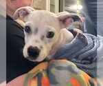 Small #1 American Boston Bull Terrier