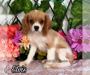 Cavalier King Charles Spaniel Puppy for sale in MIAMI, FL, USA