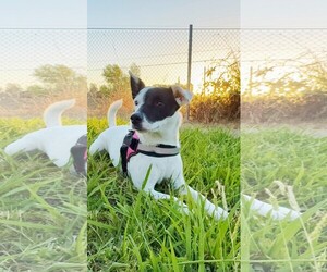 Jack Russell Terrier-Unknown Mix Dogs for adoption in Yuba City, CA, USA