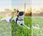 Pepper - Female Jack Russell Terrier-Unknown Mix Dog for Adoption - Small photo